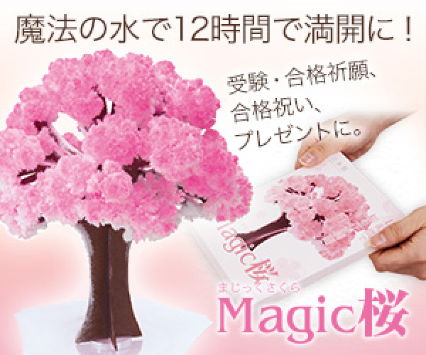 12時間で咲く不思議な桜シリーズ【Magic桜】